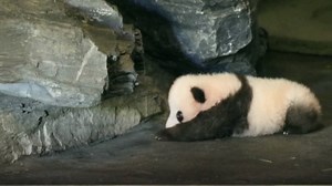 This baby panda in Belgium is trying (and failing) to take his first steps. | NBC News