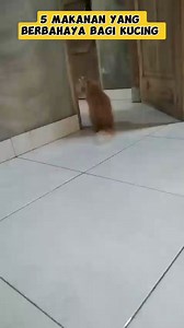 1.7M views · 10K reactions | 1. SUSU SAPI Karena kucing itu alergi...