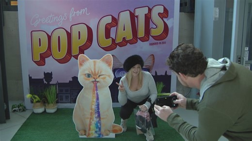 Cat enthusiasts gather at Chicago's Pop Cats' Cat Con