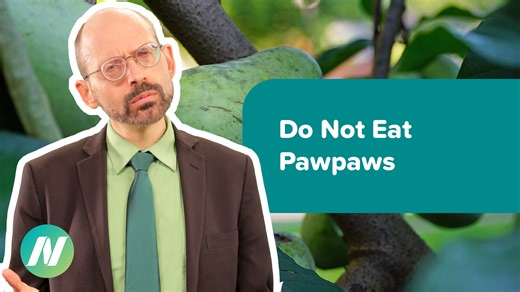 19K views · 296 reactions | Pawpaw fruits, like soursop, guanabana, sweetsop, sugar apple, cherimoya, and custard-apple, contain neurotoxins that may cause a neurodegenerative disease. The video sources, transcript, and doctor's notes are available at https://see.nf/44fORBb | NutritionFacts.org | Facebook