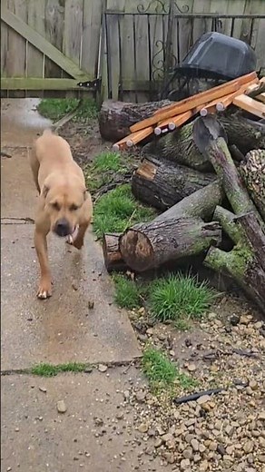 "Buster" tries to fight the rain! #pitties #dog