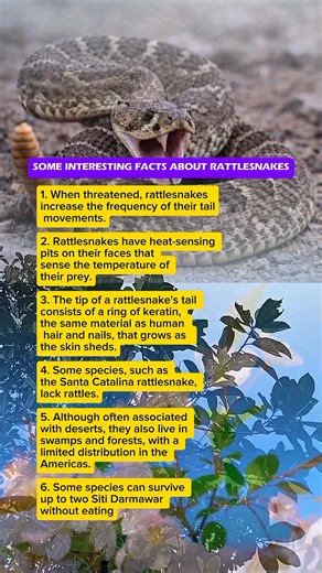 Some Interesting Facts About Rattlesnakes #lifestory #fyp | Nala Vlog