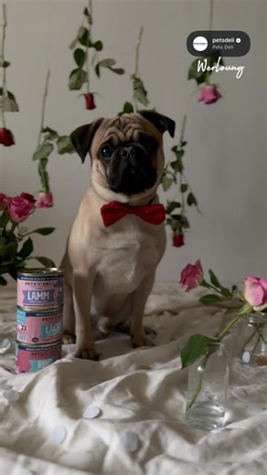 Günni & seine Pawrents – Hanni & Daniel on Instagram: "Werbung Gestern hat Günni offiziell die Valentinstags-Datesuche eröffnet. 💘 Heute wird erstmal das Dinner getestet. Prioritäten. Denn wenn das perfekte Match kommt, soll das Essen stimmen! Wir setzen dabei auf Pets Deli, weil uns wichtig ist: 🥼 Mit Tierärzt*innen entwickelt 🍽️ Auf individuelle Bedürfnisse abgestimmt 🌿 Frei von Zucker, Gluten & unnötigen Zusätzen 🥩 Frisches Fleisch, vitaminreiches Obst & Gemüse, wertvolle Öle & Mineralst