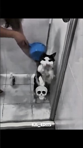 Girl Cats VS Boy Cats Smooth Edit ☠️