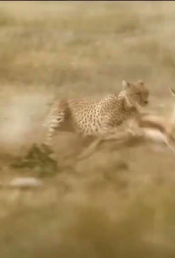 Cheetah vs Deer: The Ultimate Speed Showdown! ⚡🦌 Who Wins the Epic Chase?
