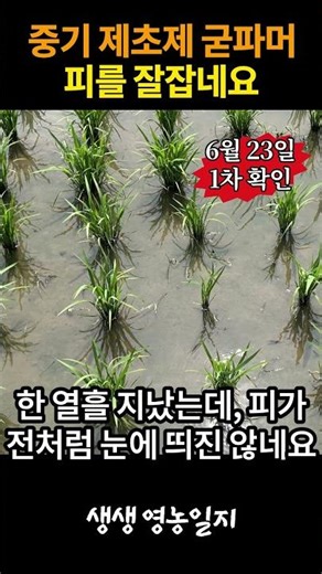 피 잘잡는 제초제 찾음 #벼농사 #논잡초 #제초제추천