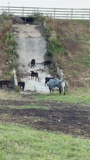 The calves are having a play date!!! | Running Springs QH & Cattle Co
