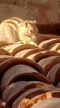 # squirrel🐿video.watch how Squirrel eating bread using both hand to hold bread like& Subscribe🌹.