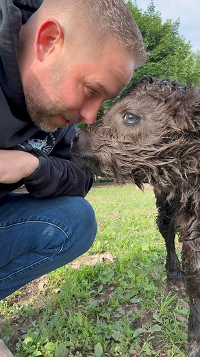 997K views · 74K reactions | Thanks for visiting with me! #fluffyfeatherfarm #babyfarmanimals #babycow #babyhighlandcow #babyfluffycow #fluffycow #fluffy #farm #farmlife #farmer | Fluffy Feather Farm | Facebook