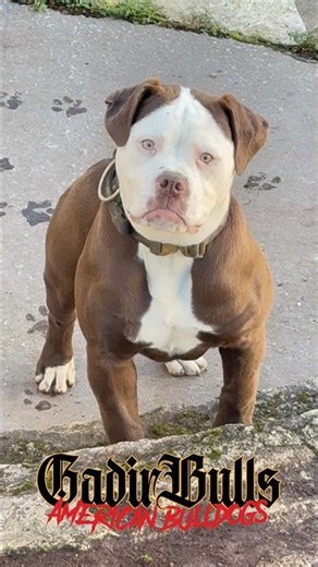 Dbal Bull’s SERENA de GADIRBULLS. 5 meses #americanbulldog #bulldogamericano #bulldog #dog