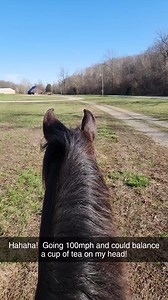 4.9K views · 63 reactions | This is quite a unique riding experience! My first real ride out on a Paso Fino. This video is in real time, not sped up! Cisco can cover some ground! #whitehorsebodywork #pasofino #endurancetraining #whitehorsebodywork | White Horse Bodywork | Facebook