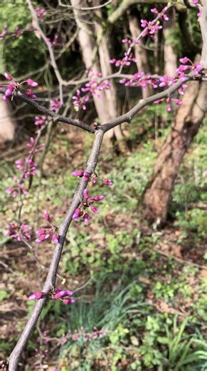 Have you seen the Eastern redbuds blooming at the Arboretum? Learn about the fascinating science behind their beautiful blooms with an Arboretum expert in our Tree Science Word of the Day video! #treescience #coolscience #redbuds #trees #arboretum #mortonarboretum | The Morton Arboretum
