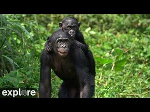 LIVE Baby Bonobo Cam: Nursery at Lola ya Bonobo Sanctuary – DR Congo | explore.org