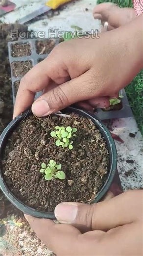 Correct Way to Repot Petunia Plant 🌸 | Petunia Repotting for More Flowers | Gardening Tips #shorts
