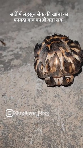 MANDAWA BLOG | Tourist Places on Instagram: "सर्दी में लहसुन सेक की खाना का फायदा गांव का ही बता सक Heart Of Heritage ❤️ 📌 Follow Our Page To Explore Mandawa ❣️ MANDAWA RAJASTHAN 📍 📷IN FEM :_ @mandawa_blog 🎯USE NOW👉 #viral #trending #explorepage✨ #short #instagood"