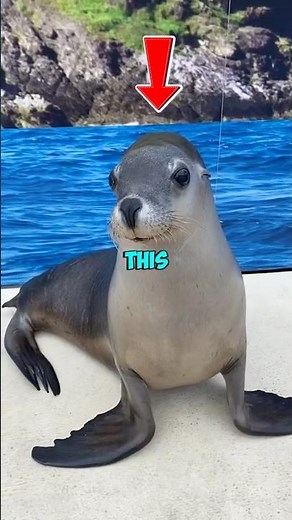 This Sea Lion’s Smile Is Melting Hearts 😍🦭