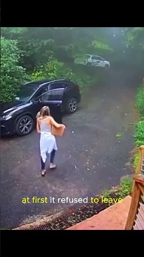 Bear Breaks Into Car... Then Things Get Crazy! 🐻🚗
