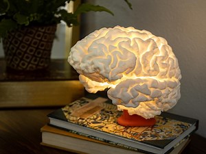 3D Printable Brain Lamp | Accurate Life-size Anatomy Model | STL Digital Download - Etsy