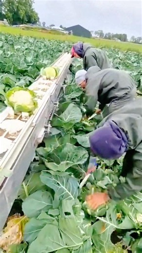 cutting fresh cabbage heads in a vast farm field using sharp knives in a collaborative manner now