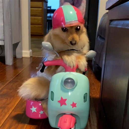 671K views · 10K reactions | Deck the paws with laughter and cheer!  Get ready to ROFL with the most hilarious pet videos of December | The Pet Collective | Facebook