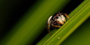 Amazing Footage Reveals How Spiders Fly