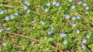 Forget-Me-Not Flower Or Myosotis Or Scorpion Grasses Blooming. Inflorescence Of Forget-Me-Not. Close up.