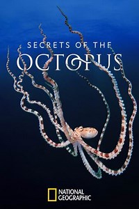 Secrets of the Octopus: Masterminds