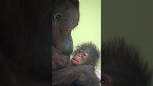 Baby orangutan clings to mom during a quiet moment