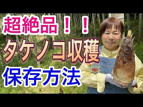 タケノコの収穫・保存方法