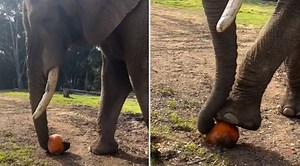 Elephant Tries Different Methods To Break A Pumpkin