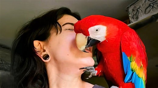 It took 2 years for this bird to trust - but she finally learned to love again
