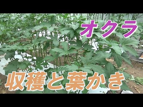 オクラ、収穫のやり方と葉かき