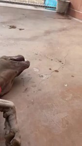 39K views · 1.3K reactions | AGGIORNAMENTO...