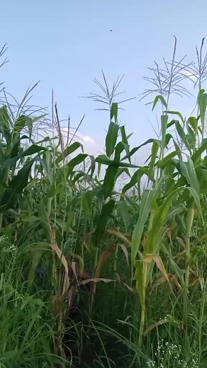 khai kaha chalata tiktok 🤣🤣 #nisthurichij #tharucomedy #fyp #trending #foryoupage #nepalitiktok #capcut #tharucomedy #goviral #comedy