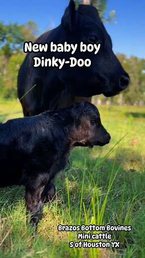 Mama is only 38” Chondro Negative - baby is soooo TINY ! Sire is 39.5” Chondro so this baby will stay short & stocky. Will be DNA for polled/horned status & Chondro. Brazos Bottom Bovines | Brazos Bottom Bovines