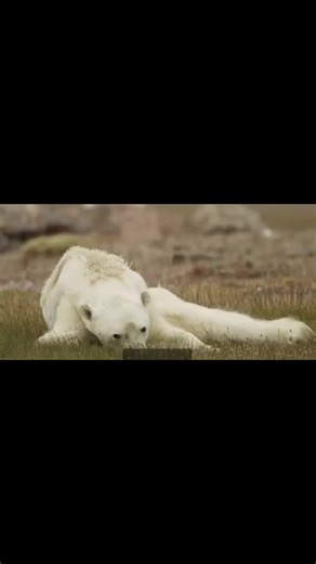 EcoGPT uses 10x less water than big AI – help polar bears