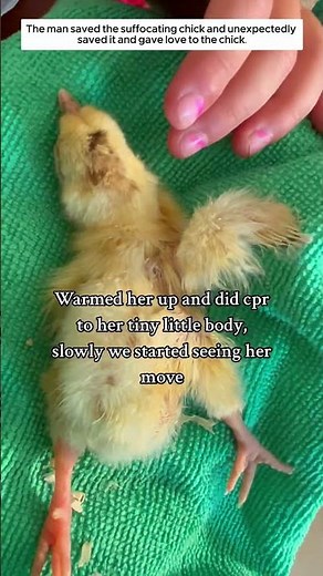 The man saved the suffocating chick and unexpectedly saved it and gave love to the chick.
