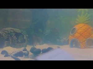 🐾 Live 24/7: Lola & Angel the Axolotls – Cute Aquarium Cam | Relaxing Pet Stream | Axolotl Mania