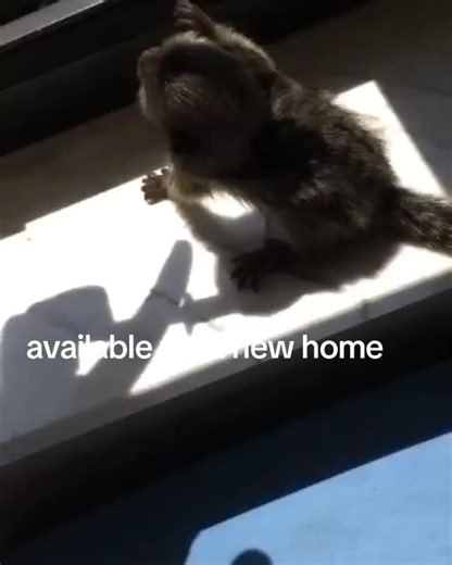 monkeys for adoption (@monkeys155)’s videos with original sound - monkeys for adoption