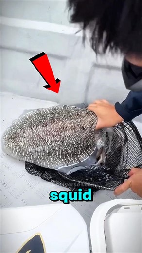 Why Squids Release Ink & This Shocking Ant Strength Test