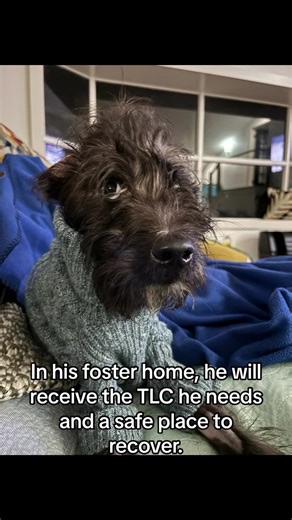 ⚠️ Monty’s story ⚠️ ⁣ A member of the community reached out to us with an emergency case. He found an emaciated dog lying in the marsh in Savannah Georgia. The dog was skin and bones but he was still breathing. ⁣ ⁣ We agreed to help and cover his medical expenses. The dog was barely alive and had to be rushed to Faulkville Animal Hospital, clinging to life. When he arrived, Faulkville’s amazing team of vets sprung into action and gave him shock fluid therapy and a blood transfusion. He was weak 