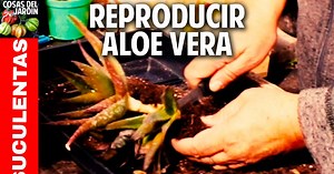 Cómo reproducir Aloe vera y otras suculentas