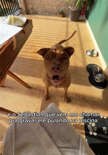 Como o pitbull protege o conteúdo dele: rotina com cachorro peludinho