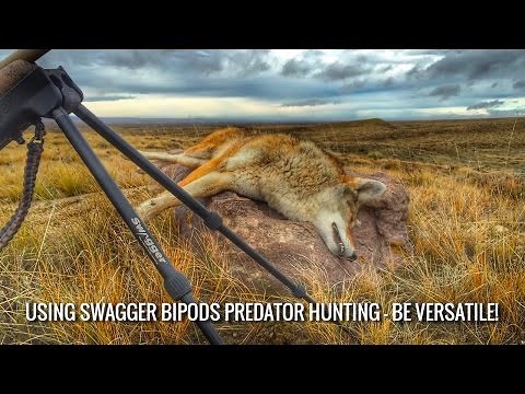 Using Swagger Bipods Predator Hunting – Be Versatile!