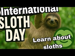 Celebrate International Sloth Day! | Fun & Fascinating Sloth Facts You Never Knew