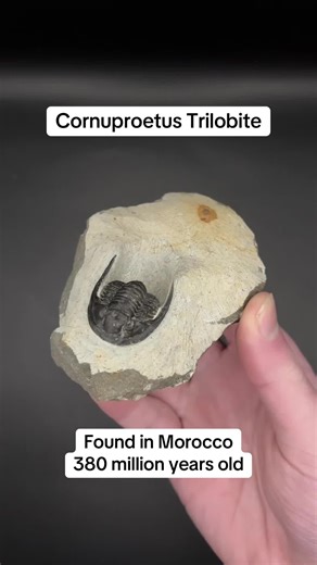 Cornuproetus Trilobite Fossil from Morocco