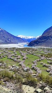 The most colorful and Serene season yet to come in Gilgit Baltistan The beautiful Daghoni Valley Ghanche Gilgit Baltistan apricot blossom last year GoharBalti videos | Gohar Balti
