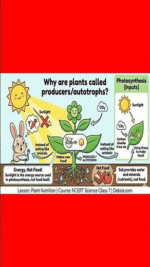 Why Are Plants Called Producers or Autotrophs? | Photosynthesis Explained in 50 Seconds | Revision