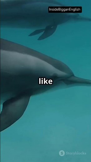 “How Dolphins Use Sonar Like Submarines”#naturetech #submarinetechnology #marinescience #dolphin