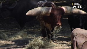 369K views · 1.8K shares | Le Watusi est un bœuf d'origine africaine, connu pour la forme particulière de ses cornes. Mais celles de ce spécimen sont anormalement impressionnantes, même pour un bœuf membre de cette race si singulière : chacune pèse 45 kilos pièce. | Nat Geo Wild France | Facebook